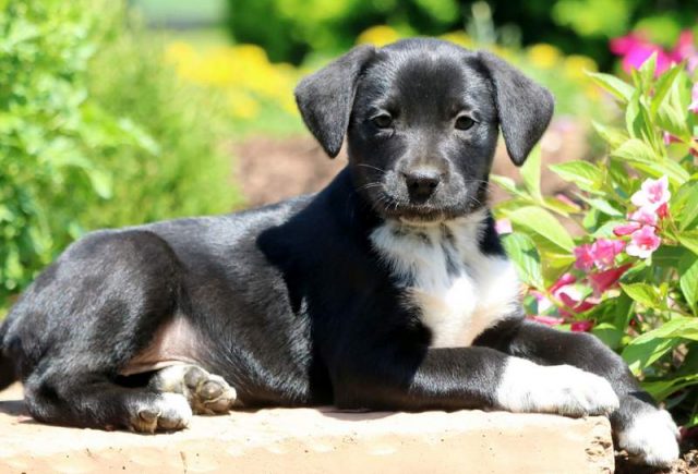 Buffy-Lab-Mix2.jpg