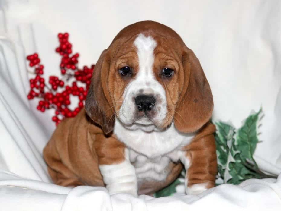 pug cross basset hound for sale