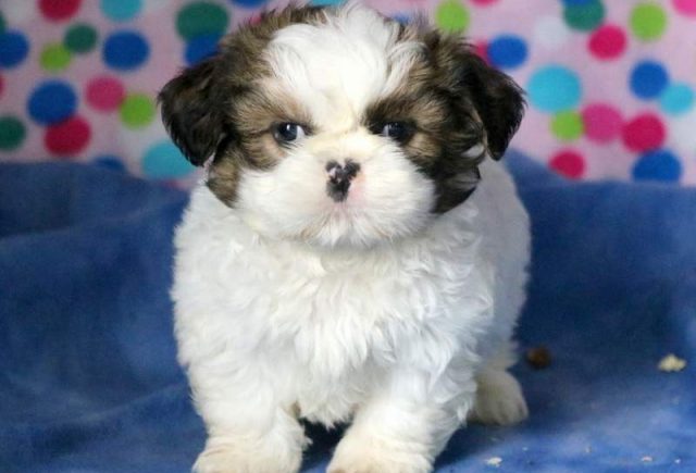 Bumble-Bee-Shih-Tzu.jpg