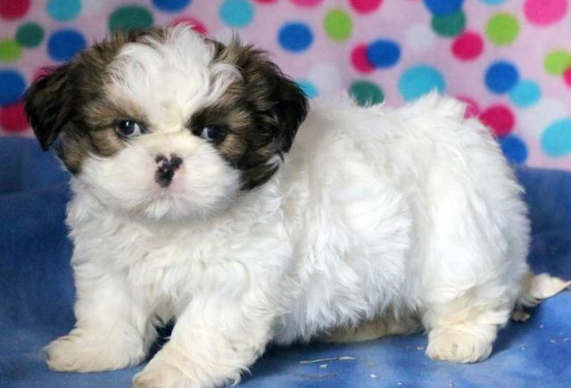 Bumble-Bee-Shih-Tzu2.jpg