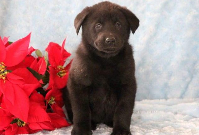 Bunny-Akita-Mix-e1518967810879.jpg