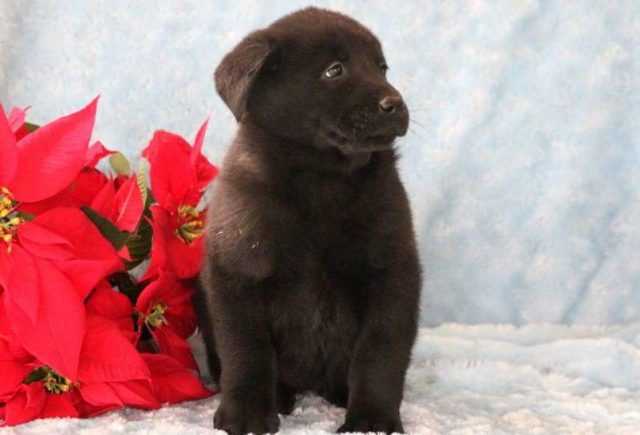 Bunny-Akita-Mix2-e1518967799791.jpg