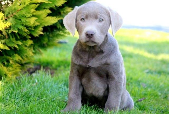 Buster-Charcoal-Lab-Retake-e1519242766257.jpg