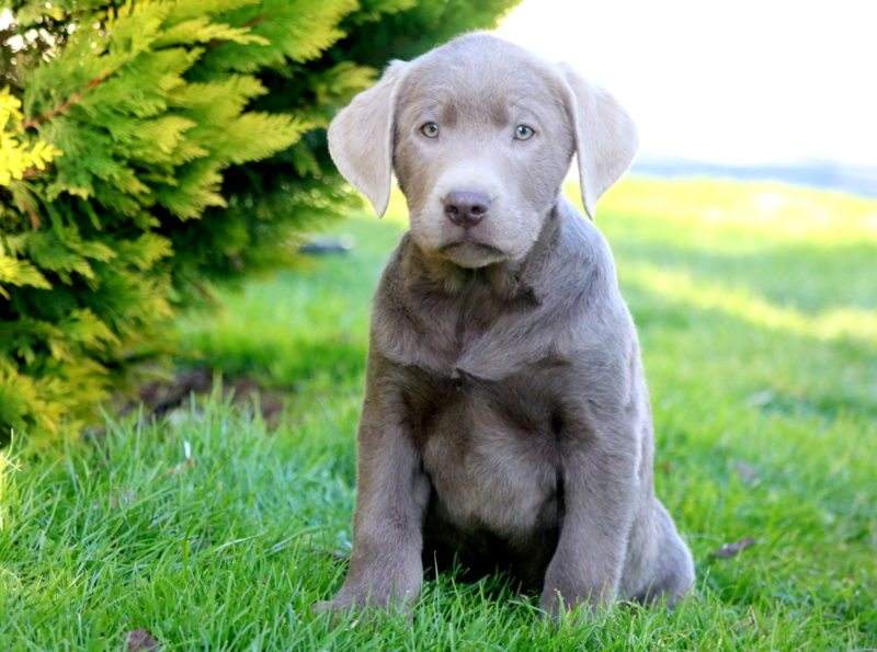 Charcoal Lab Puppies Colorado Kuchenlampe Ideen Lab Bei