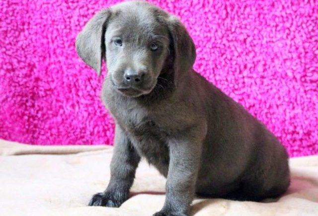 Buster-Charcoal-Lab-e1519248593684.jpg
