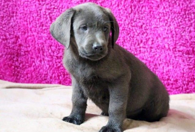 Buster-Charcoal-Lab2-e1519248588606.jpg