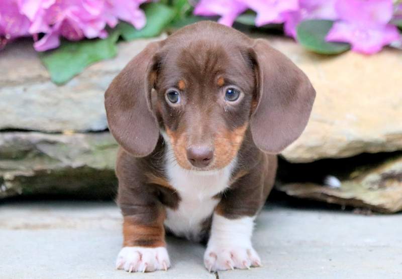 miniature doxie miniature doxie