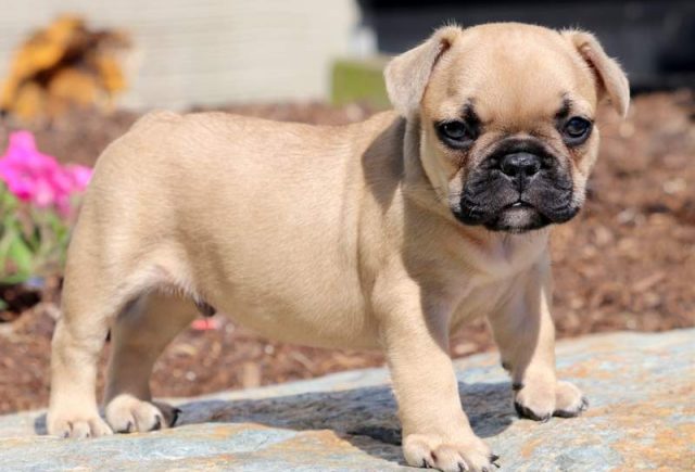 Butch-French-Bulldog.jpg