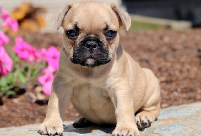 Butch-French-Bulldog2.jpg