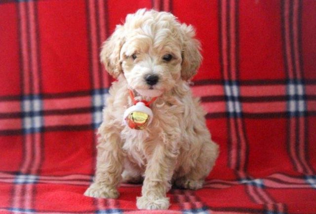 Butch-Maltipoo-e1519078649294.jpg