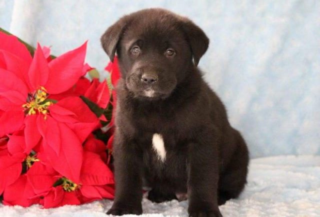 Butchie-Akita-Mix-e1518967894325.jpg