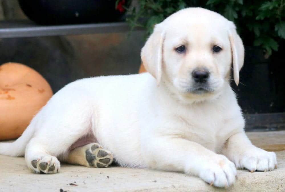 Buttercup Labrador Retriever English Cream Puppy For Sale