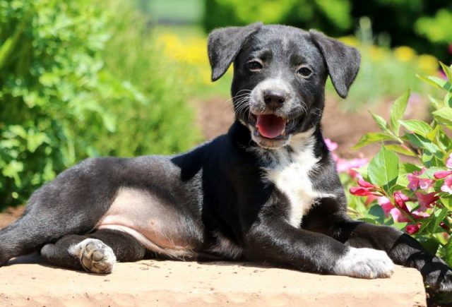 Buttercup-Lab-Mix.jpg