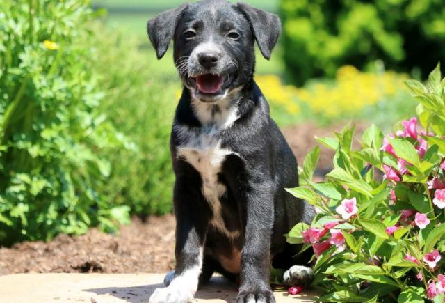 Buttercup-Lab-Mix2.jpg