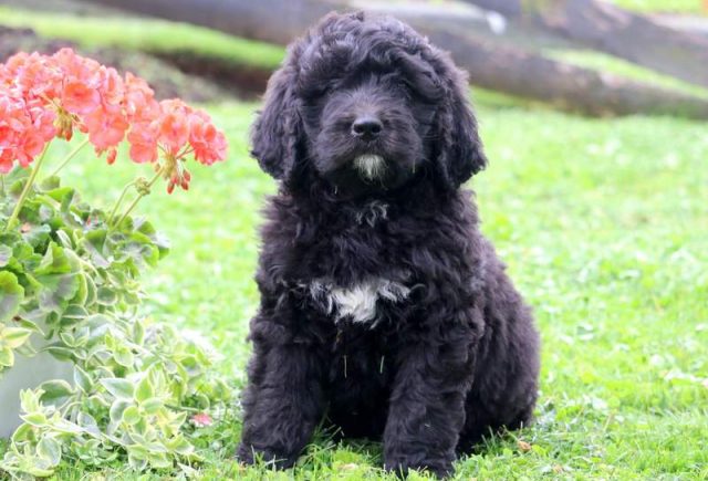Butterfly-Bernedoodle.jpg