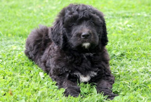 Butterfly-Bernedoodle2.jpg