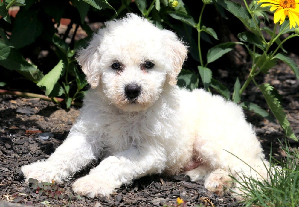 Buttons Bichon Frise Puppy For Sale Keystone Puppies
