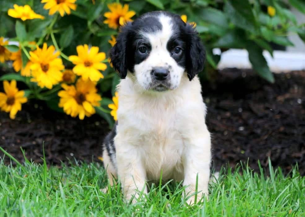 CJ | English Springer Spaniel Puppy For Sale | Keystone ...