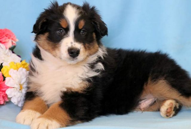 Cameron-Australian-Shepherd.jpg