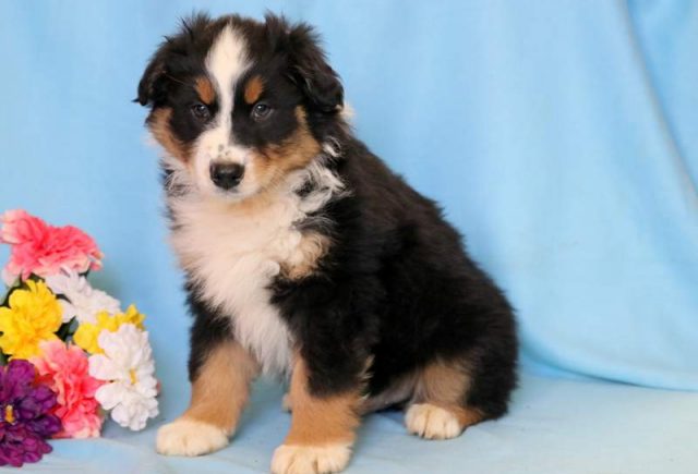 Cameron-Australian-Shepherd2.jpg