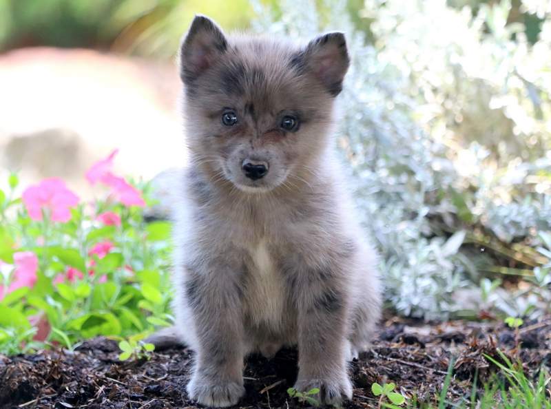 pomsky fox