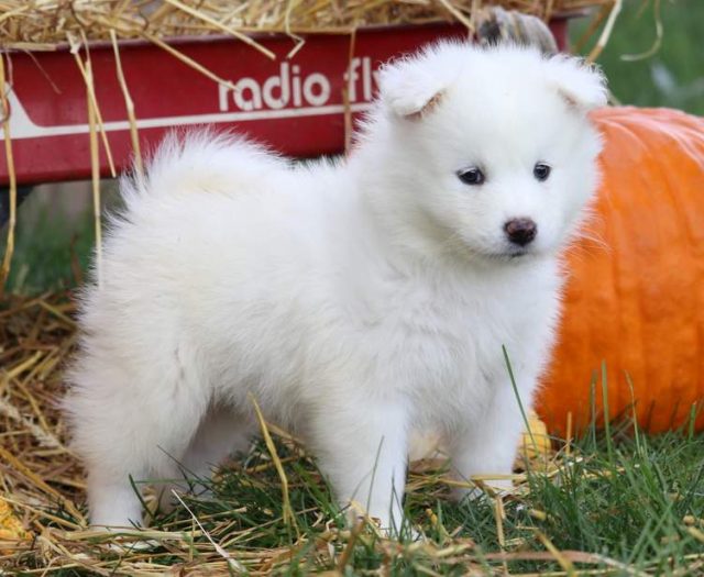 samoyed きょうちん様【 専用 】 | maxicenter.mx