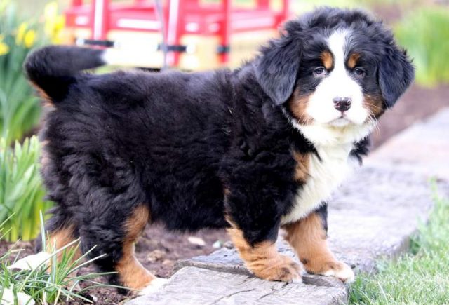 Candy-Bernese-Mountain-Dog-1.jpg