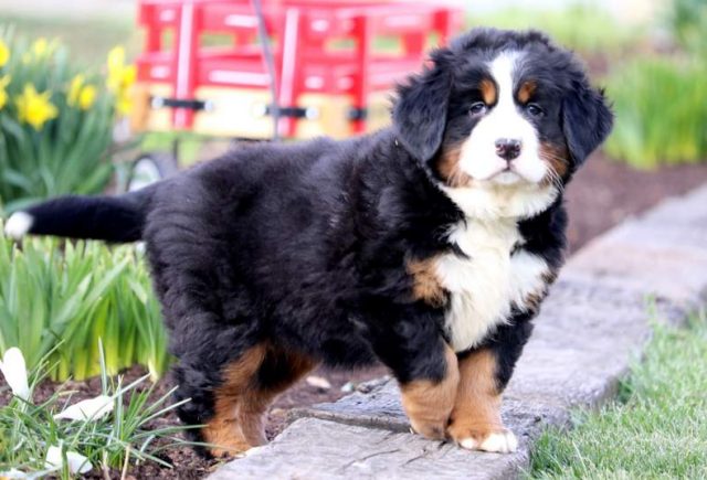 Candy-Bernese-Mountain-Dog-2.jpg