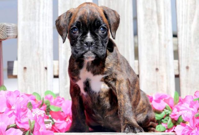 Candy-Boxer-1.jpg