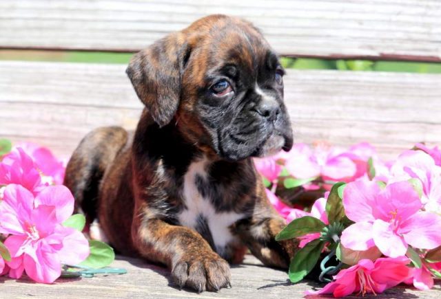 Candy-Boxer-2.jpg