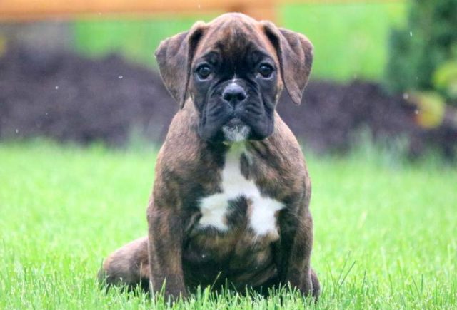 Candy-Boxer-Puppy.jpg