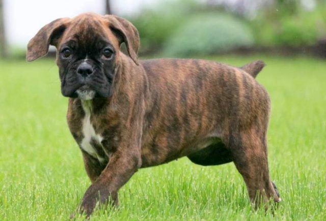 Candy-Boxer-Puppy2.jpg