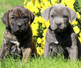 Cane Corso