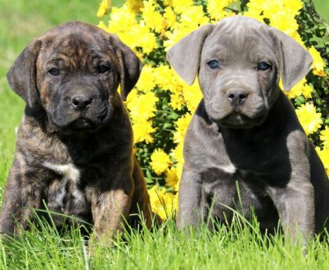 Cane Corso