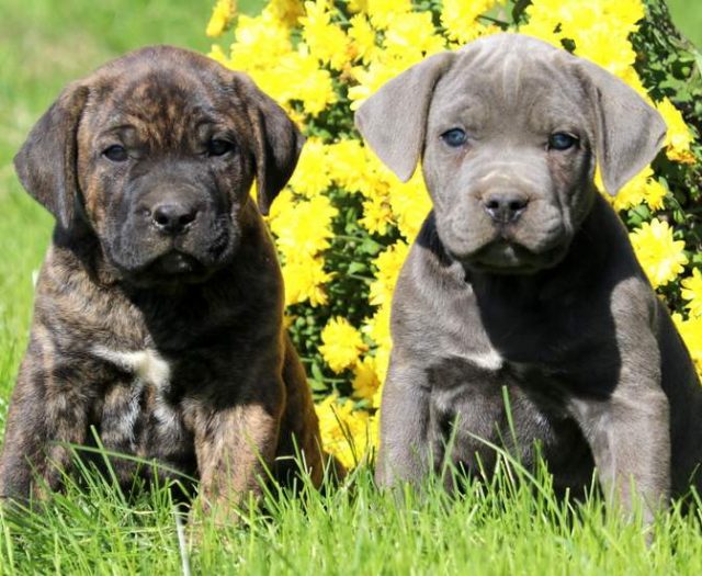 Cane Corso