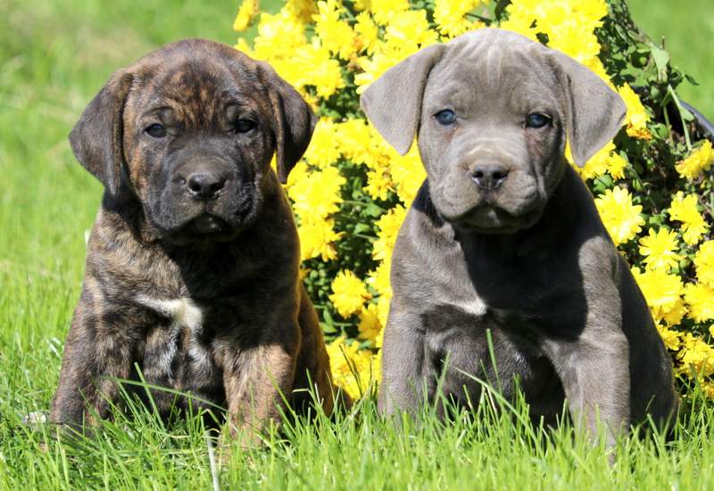 cane corso blue price