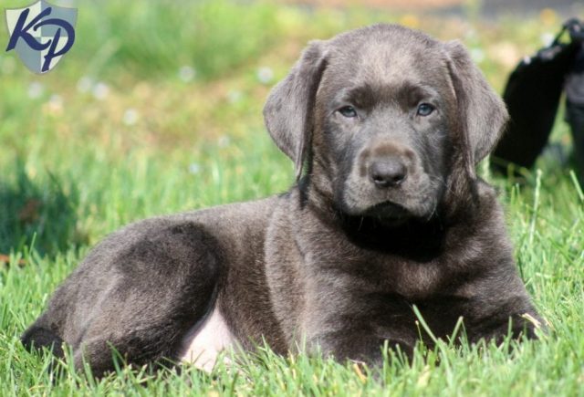 Carson-Charcoal-Lab.jpg