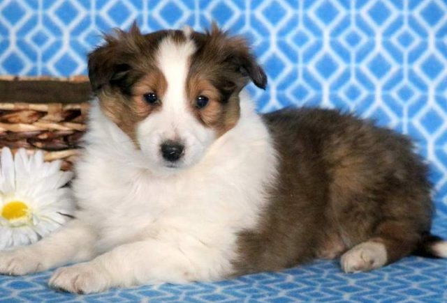 Carson-Sheltie.jpg