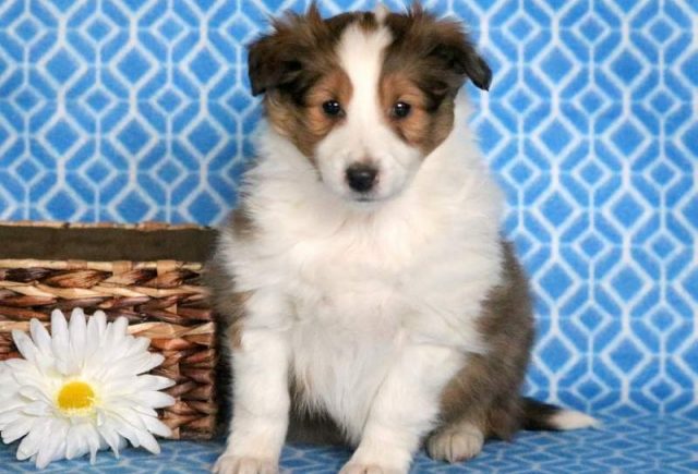 Carson-Sheltie2.jpg