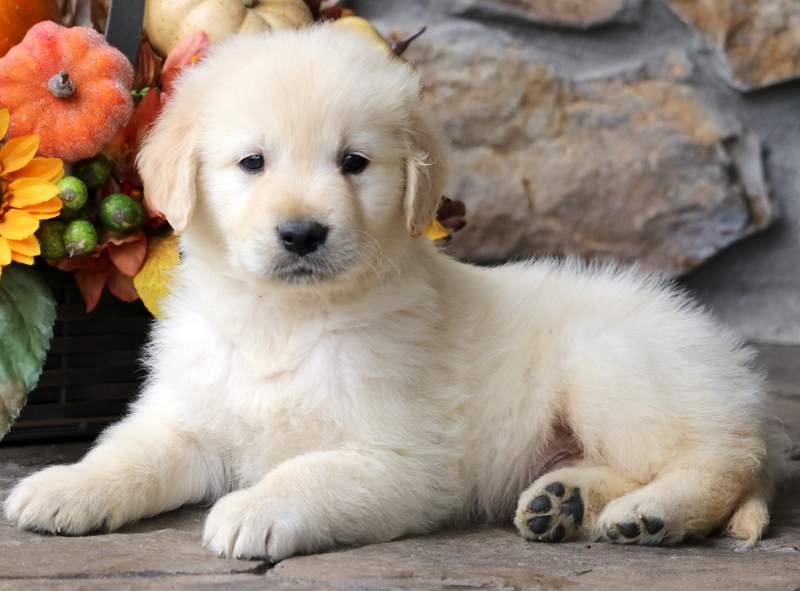 Casper | Golden Retriever - English Cream Puppy For Sale ...