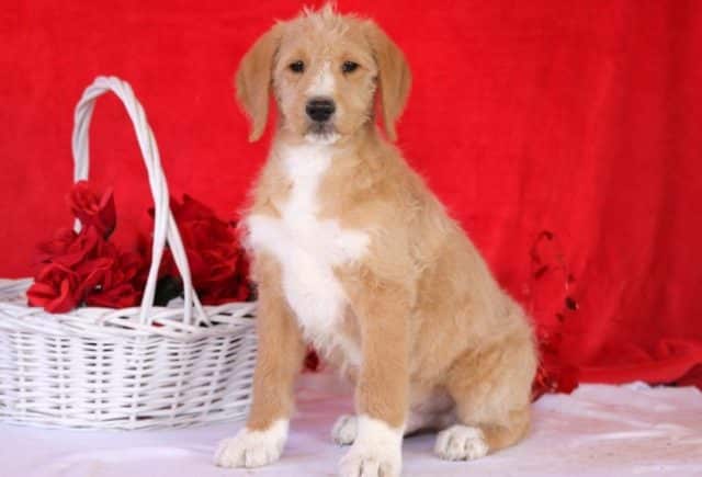 Casper-Labradoodle.jpg