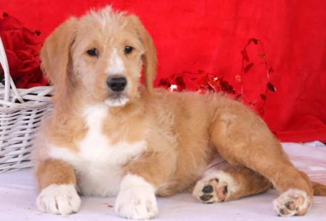 Casper-Labradoodle2.jpg