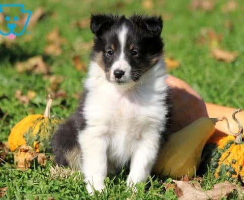 Casper-Shetland-Sheepdog-Herding-Dog-Breed-AKC
