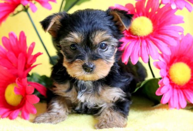 Cass-Yorkiepoo-1.jpg