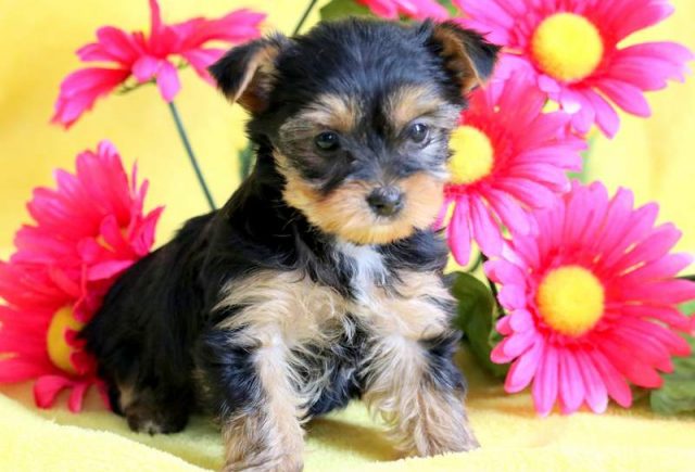 Cass-Yorkiepoo-2.jpg