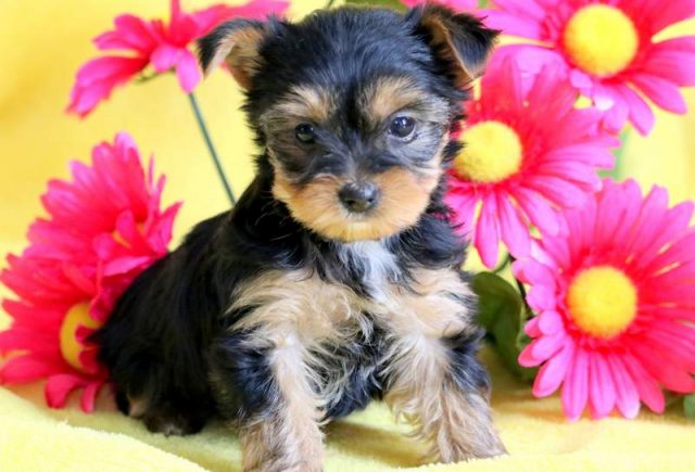 Cass-Yorkiepoo-3.jpg
