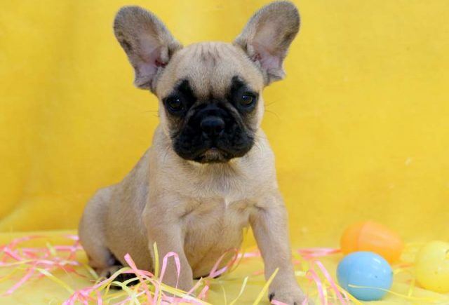 Cassie-French-Bulldog.jpg