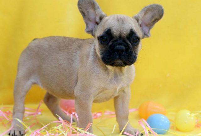Cassie-French-Bulldog2.jpg