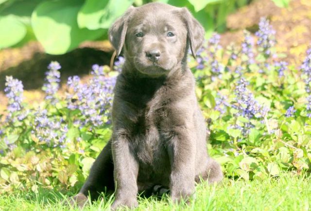 Champ-Charcoal-Labrador-Retriever-1.jpg