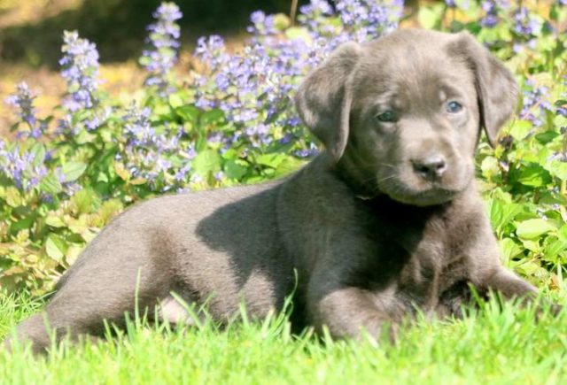 Champ-Charcoal-Labrador-Retriever-2.jpg